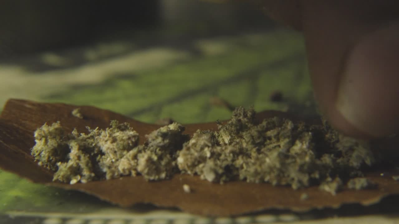 대마초를 피우기 위해 대마초 꽃을 부러뜨리는 것