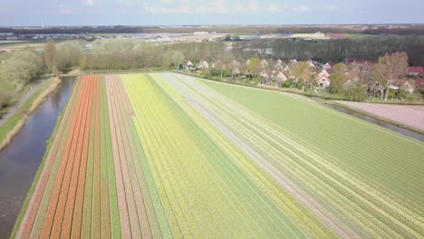 vuela directamente sobre el campo de tulipanes en 4k