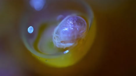 medusas microscópicas en un líquido