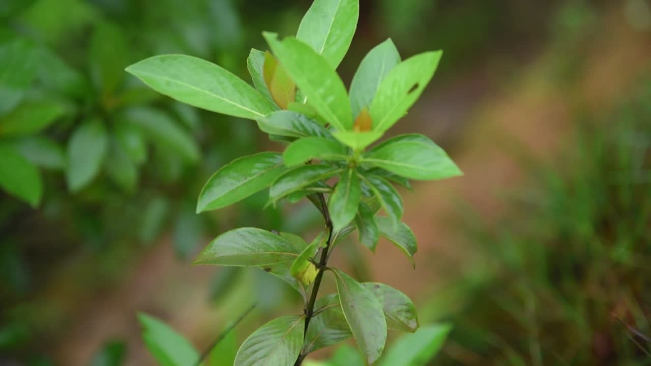 tiro broll en bisle ghat, ka india