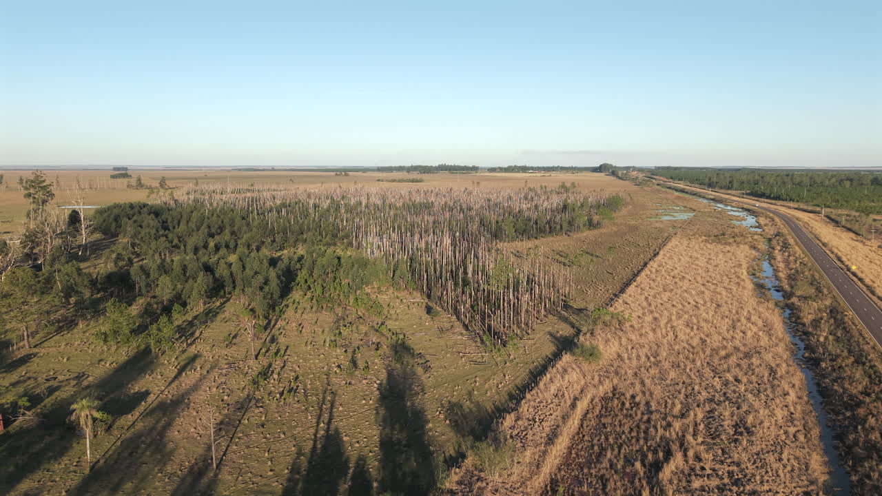 Panorama aerial shot of a narrow dead forest band surrounded by harvested fields under clear sky