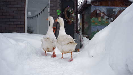 two white geese walking along leveled snow path toward door of brick house, deep banks lining walkway, flakes falling, bare branches overhead, overcast sky capturing quiet winter rural morning moment