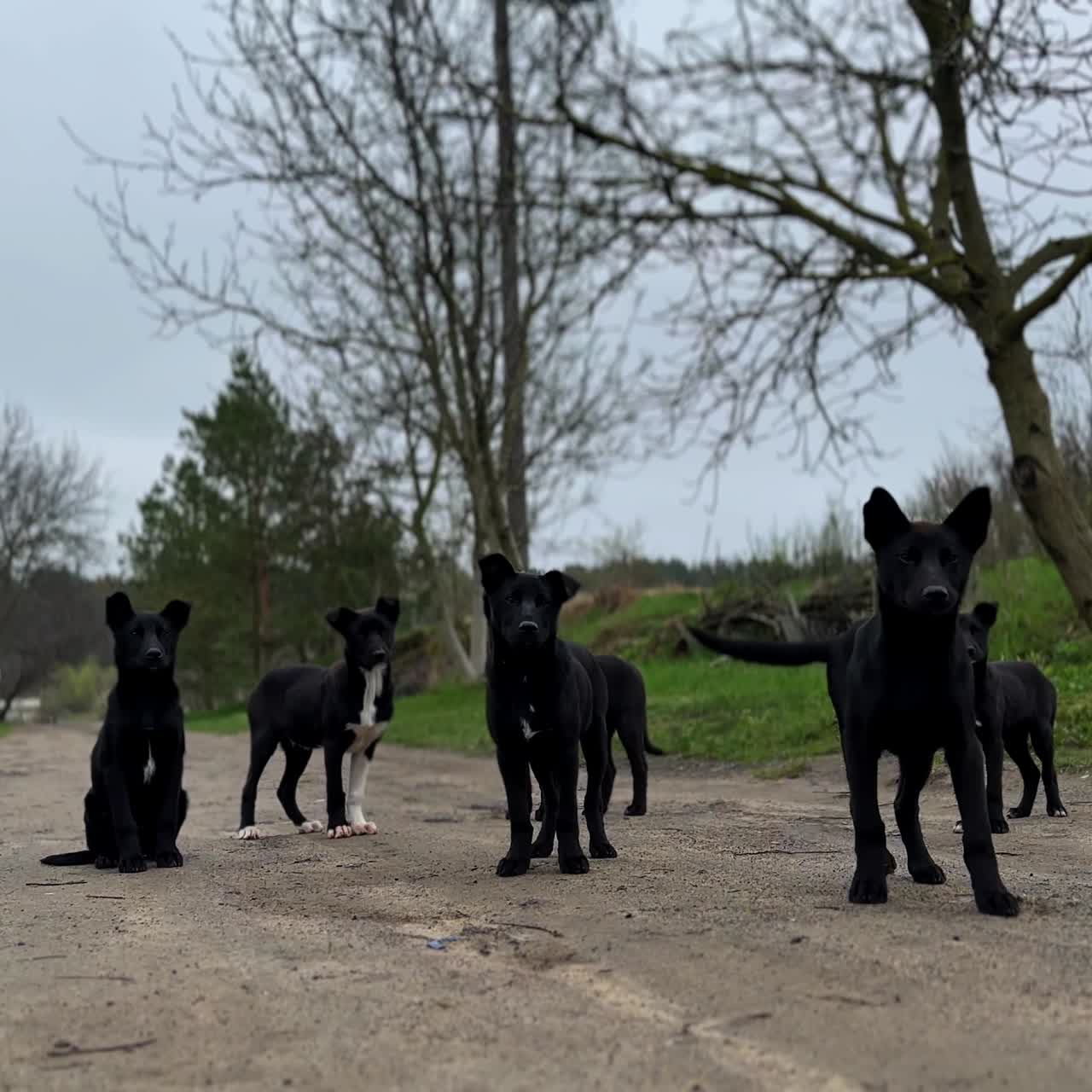 Seven puppies of black and white color hungry on the road. Doggy siblings looking for food, scared of people