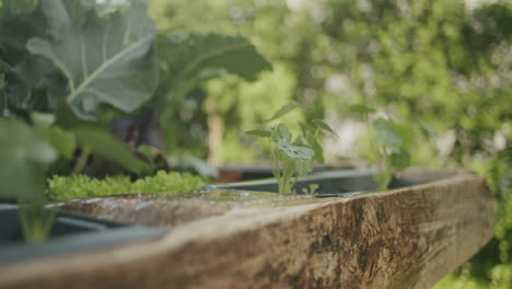 Close-up-shot-of-watering-some-small-growing-herbs-growing-in-a-raised-bed