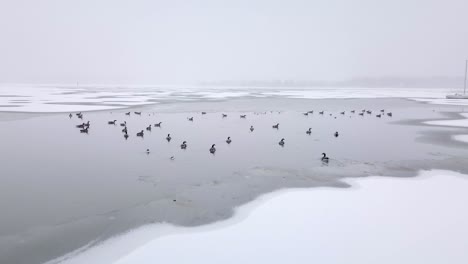 a low flying close up aerial shot of geese and ducks sitting in a frozen river during the snowstorm