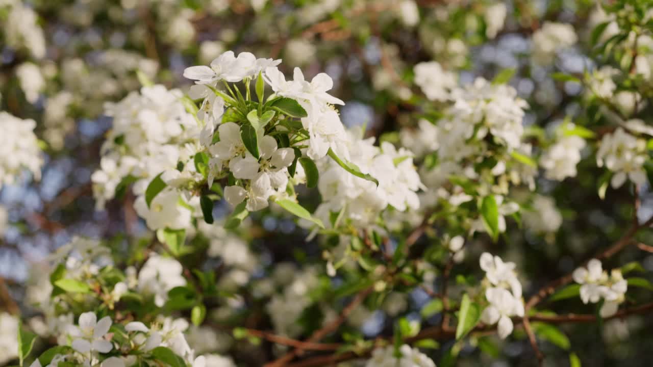 Hands Holding Spring Flowers