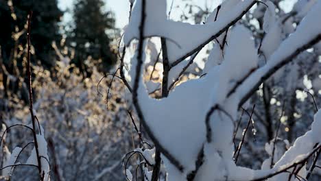 La-Luz-Del-Sol-Fluye-A-Través-De-Las-Ramas-Cubiertas-De-Nieve,-Creando-Un-Radiante-Resplandor-Invernal