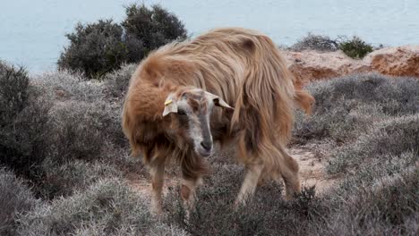 cabeza de almidón de cabra mientras pastan y se alimentan en la playa de balos