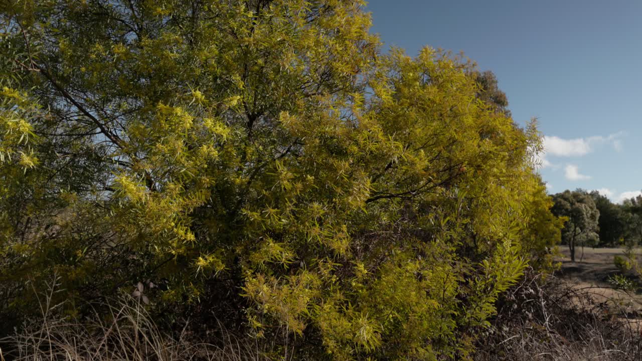 A golden wattle tree in full bloom, thriving in the Australian spring landscape