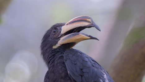 a african pied hornbill perch on a tree branch, close up shot-1