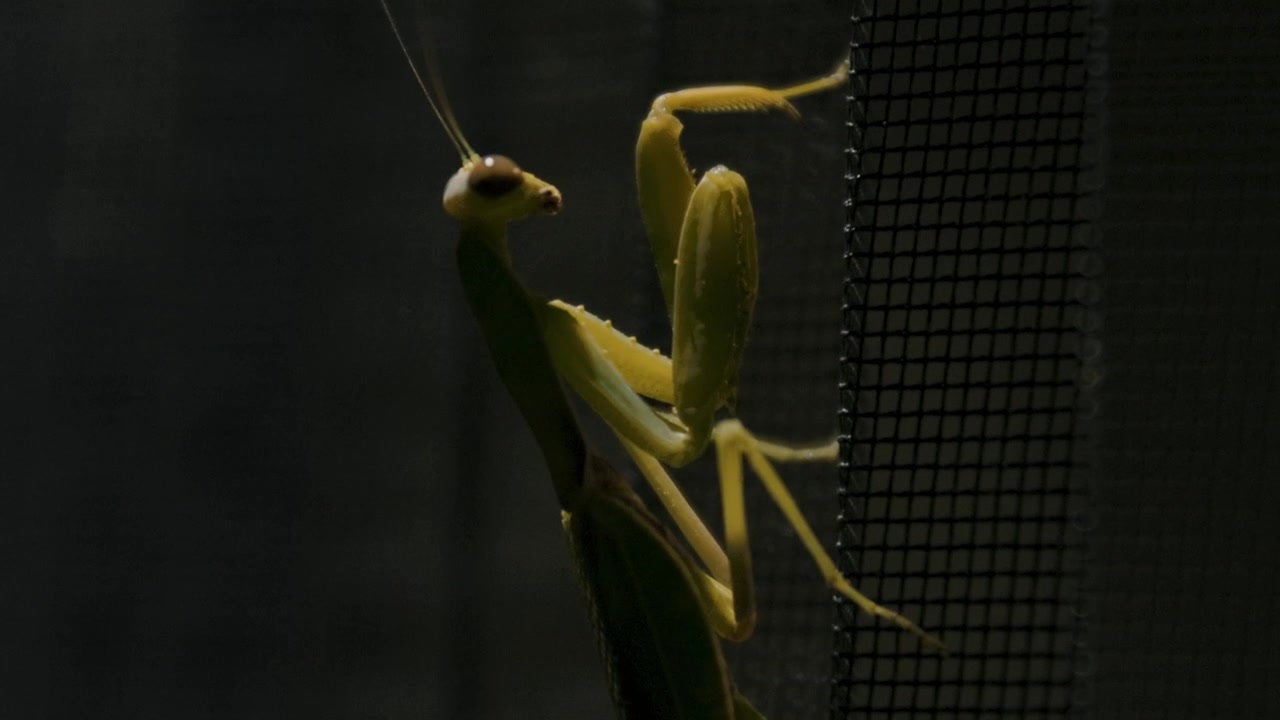 Close up of a praying mantis on a vertical surface. Predator insect.