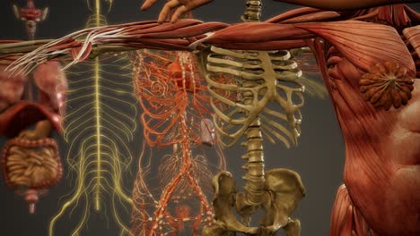 ilustración animada de la anatomía humana en 3d