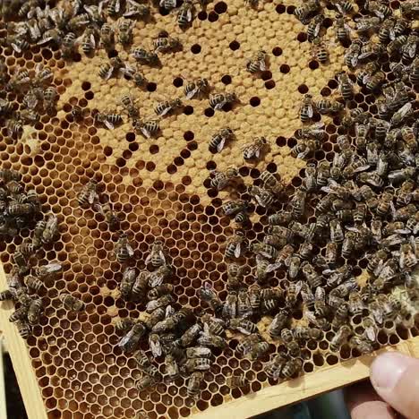 beekeeper with honeycomb in hand. bees lay the honeydew in honeycombs