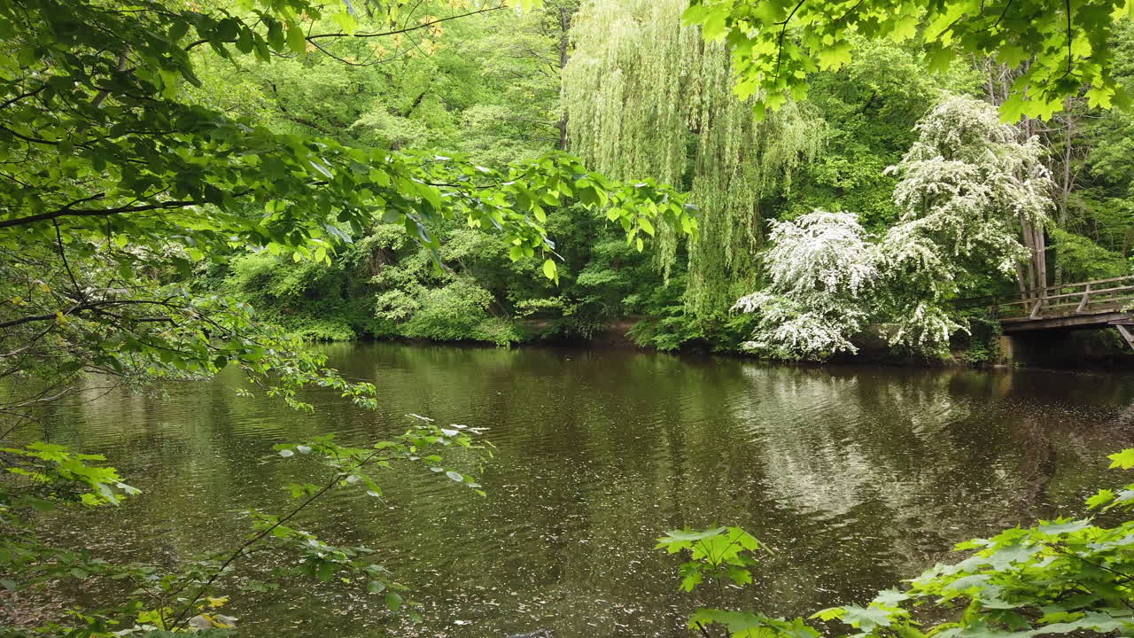 Beautiful secluded lake with willow tree and wooden bridge
