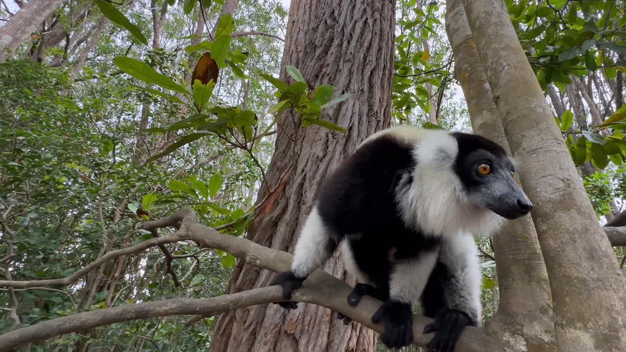 Close-up de lêmure-de-rufo-preto-e-branco numa árvore. Madagascar.