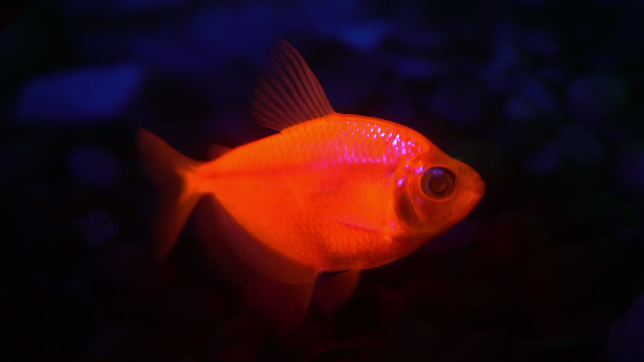 peces fluorescentes naranjas brillan bajo el agua