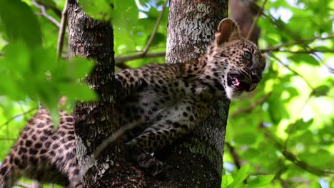 the indochinese leopard is a vulnerable species and one of the big cats of thailand