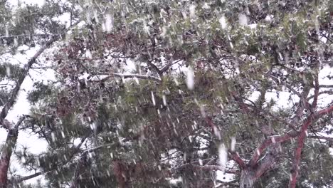 fuertes nevadas cayendo