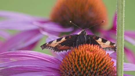 one-Small-Tortoiseshell-Butterfly-eats-nectar-from-orange-coneflower-in-sunlight-during-windy-weather