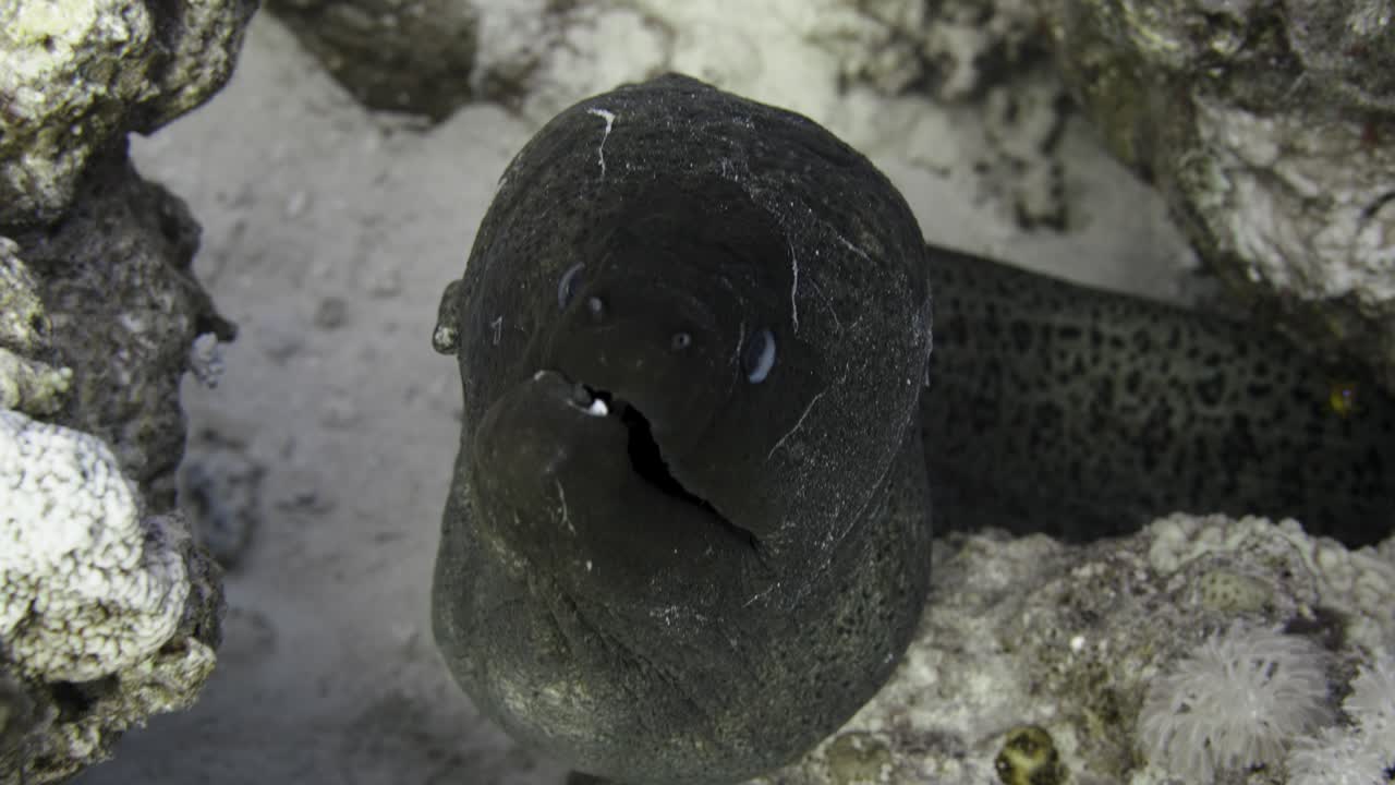 Close up shot of a giant moray sticking it's head out of the coral in 4k