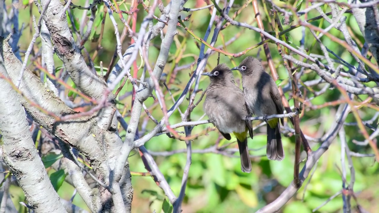 Coppia di bulbul del Capo appollaiati insieme su un ramoscello che si coccolano e poi volano via, ripresa con teleobiettivo