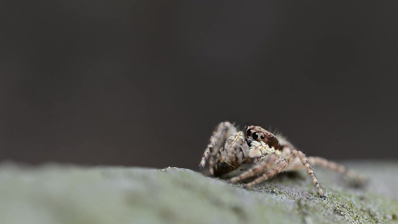 Grey jumping spider displaying fascinating predatory instincts while feeding on insect prey outdoors