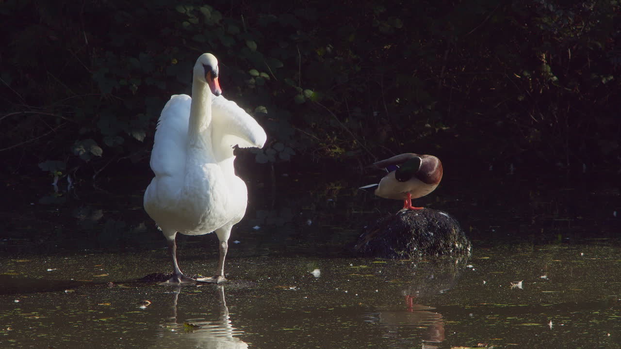 Cigno bianco con ali spiegate accanto a un germano reale che si pulisce le piume nello stagno del Tehidy Country Park in Cornovaglia, Inghilterra