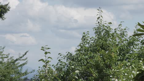 Bewölkter-Himmel-Mit-Einigen-Bäumen-Im-Vordergrund