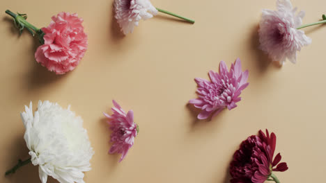 video de flores blancas, rojas y rosas y copia espacio en fondo amarillo