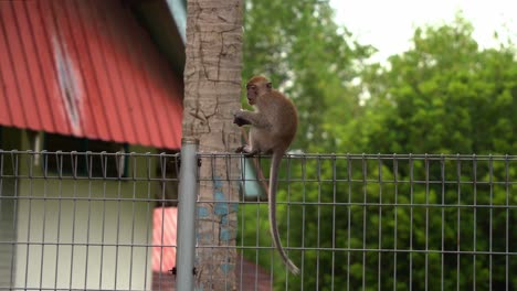 Juvenile-crab-eating-macaque,-long-tailed-macaque-,-sitting-on-top-of-the-metal-fence-in-the-housing-area,-holding-and-eating-its-precious-small-coconut