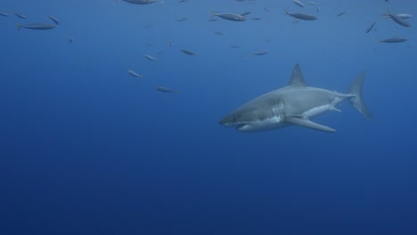 Toma-En-Cámara-Lenta-De-Un-Gran-Tiburón-Blanco,-Carcharodon-Carcharias-En-Aguas-Claras-De-La-Isla-Guadalupe,-México