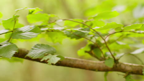 close up of fresh green spring leaves growing on branch of tree in forest