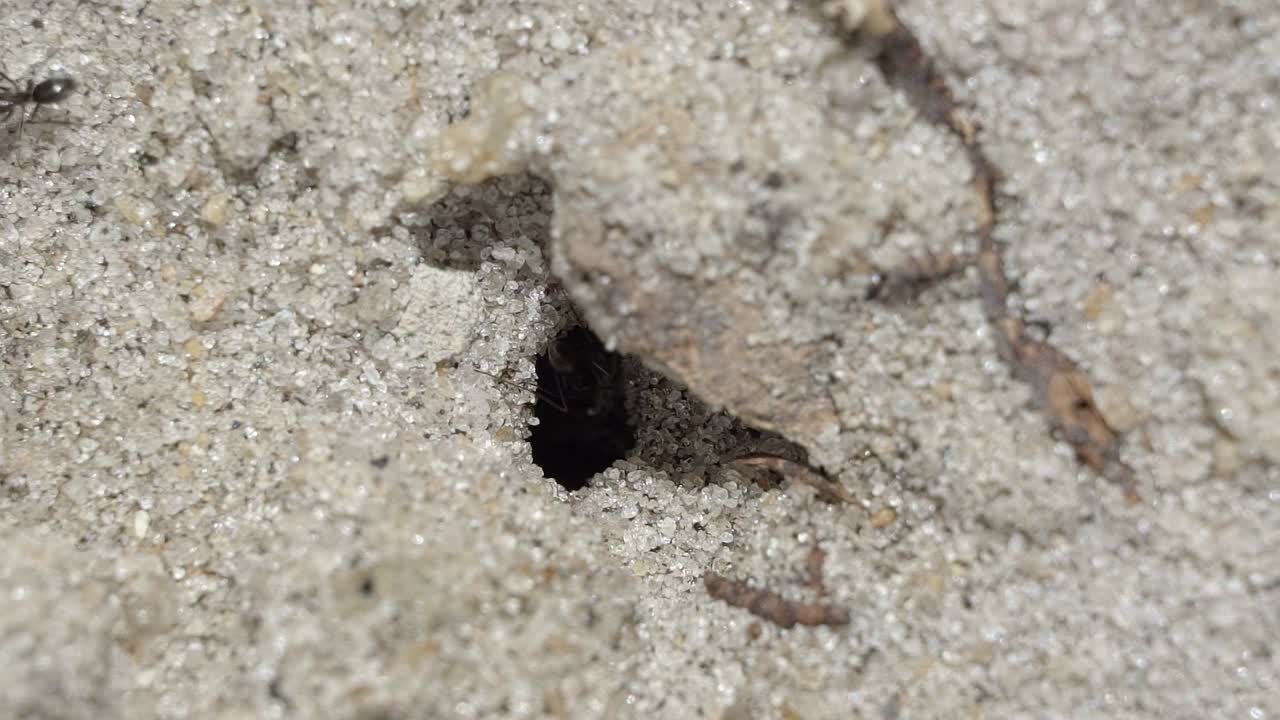 브라질 의 작은 정원 의 모래 에 있는 작은 개미 언덕 구 ⁇  의 클로즈업 매크로 슬로우 모션  ⁇  은 검은색 노동자 개미 들 이 따뜻 한  ⁇ 빛 여름 날 에 돌아다니며 음식 과 물품 을 수집 하고 있다