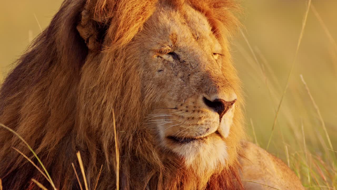 león macho de cerca, animal salvaje africano en la reserva nacional de masai mara en kenia en un safari en áfrica en masai mara, hermoso retrato despertando en la mañana al amanecer luz del sol en la luz del sol