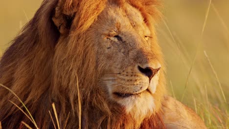 male lion close up, african wildlife animal in maasai mara national reserve in kenya on africa safari in masai mara, beautiful portrait waking up in morning sunrise sunlight in sun light