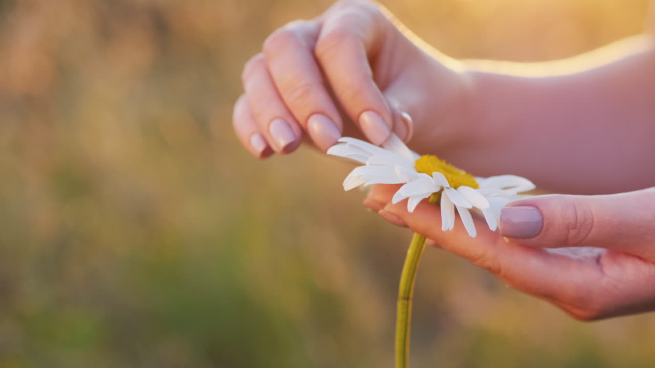 las manos de las mujeres acarician suavemente los pétalos de flores 1