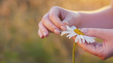 Las-Manos-De-Las-Mujeres-Acarician-Suavemente-Los-Pétalos-De-La-Flor-1