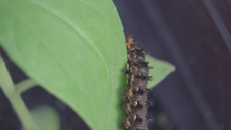 cerrar una oruga arrastrándose sobre las hojas