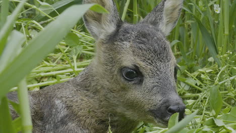 newborn baby deer, close up