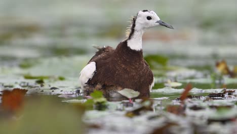 Jacana-De-Cola-De-Faisán-Que-Esconde-Polluelos-Debajo-De-Sus-Alas-Para-Salvarlos-De-La-Lluvia