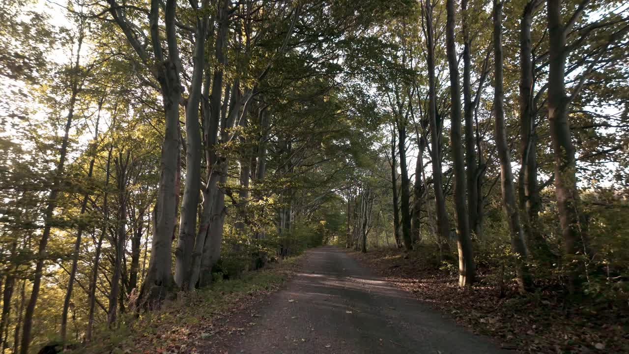 Autumn avenue of trees on a sunny morning. A walk in the park in nature from a first-person perspective