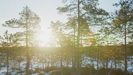 pine trees in a peat bog nature reserve on a cold clear winter morning. nordic nature, estonia. concept of a clean environment