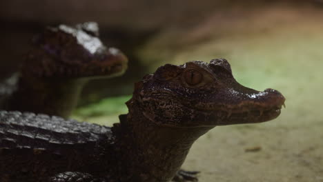 Caiman-crocodiles-on-edge-of-water---side-profile-medium-shot