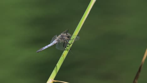 dragonfly libellula depressa, the broad-bodied chaser or broad-bodied darter, is one of the most common dragonflies in europe and central asia.