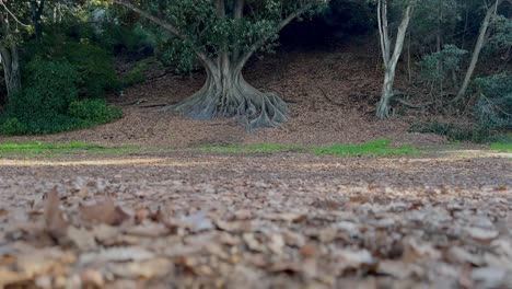 Looking-past-autumn-leaves-to-Moreton-Bay-tree-roots-in-Perth-Western-Australia