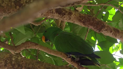 Loro-Eclectus-Encaramado-En-Un-árbol---Cerrar