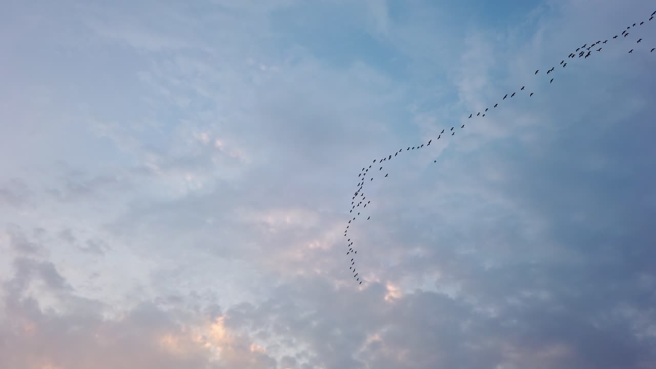 Flock of birds flying in formation high in the sky above Yangshuo in China in the evening