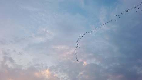 flock of birds flying in formation high in the sky above yangshuo in china in the evening