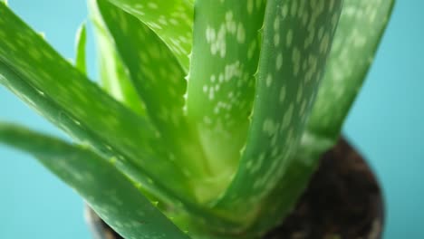 close-up of aloe vera plant