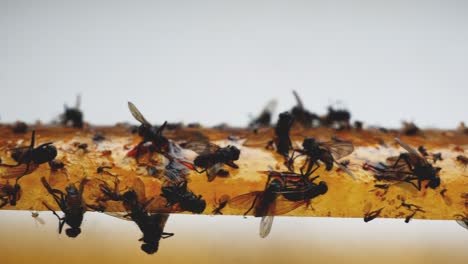 world food problem due to the destruction of flying pollinating insects. decreased crop yields due to pesticide poisoning of beneficial insects. thousands of dead flies.